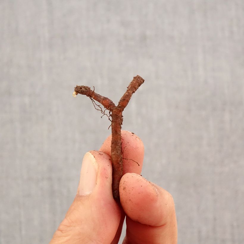 Example of Anemone nemorosa Marie-Rose - Anémone des bois Bulbe calibre I as you get in automne