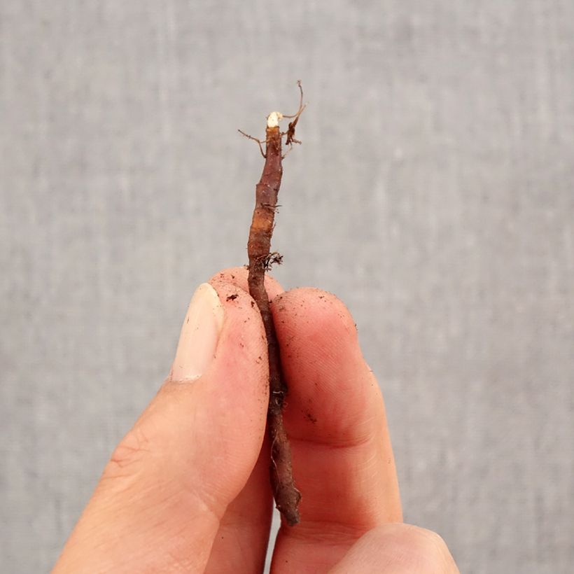 Example of Anemone nemorosa Royal Blue - Anémone des bois Bulbe calibre I as you get in automne