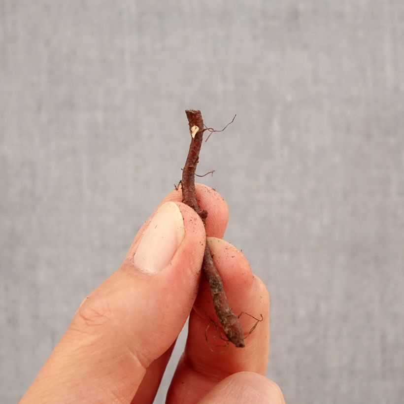 Spécimen de Anemone nemorosa Westwell Pink - Anémone des bois Bulbe calibre I tel que livré en automne