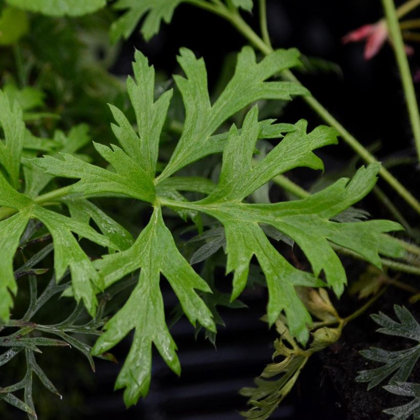 Pulsatilla vulgaris Papageno - Anémone pulsatille (Foliage)
