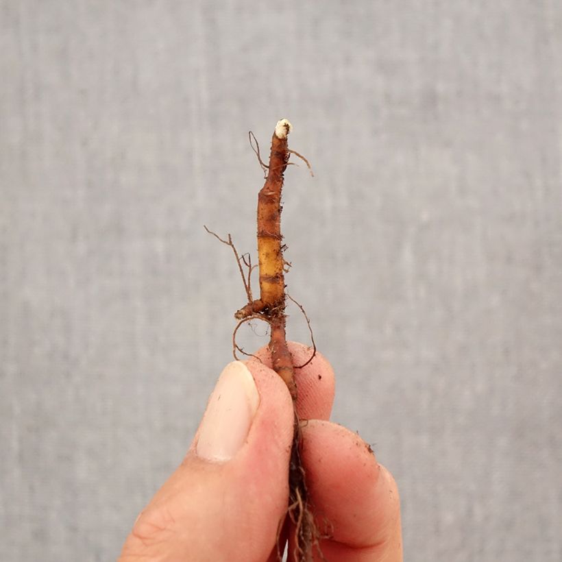 Example of Anemone ranunculoides - Anémone fausse renoncule Bulbe calibre I as you get in automne