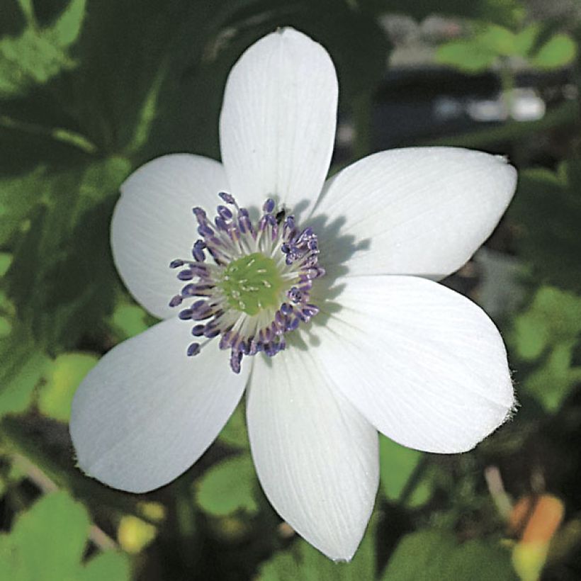 Anémone des rives - Anemone rivularis (Flowering)