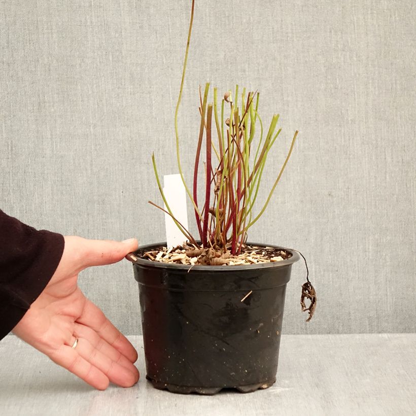 Spécimen de Anemone Ruffled Swan - Anémone japonaise Pot de 2L/3L tel que livré en automne