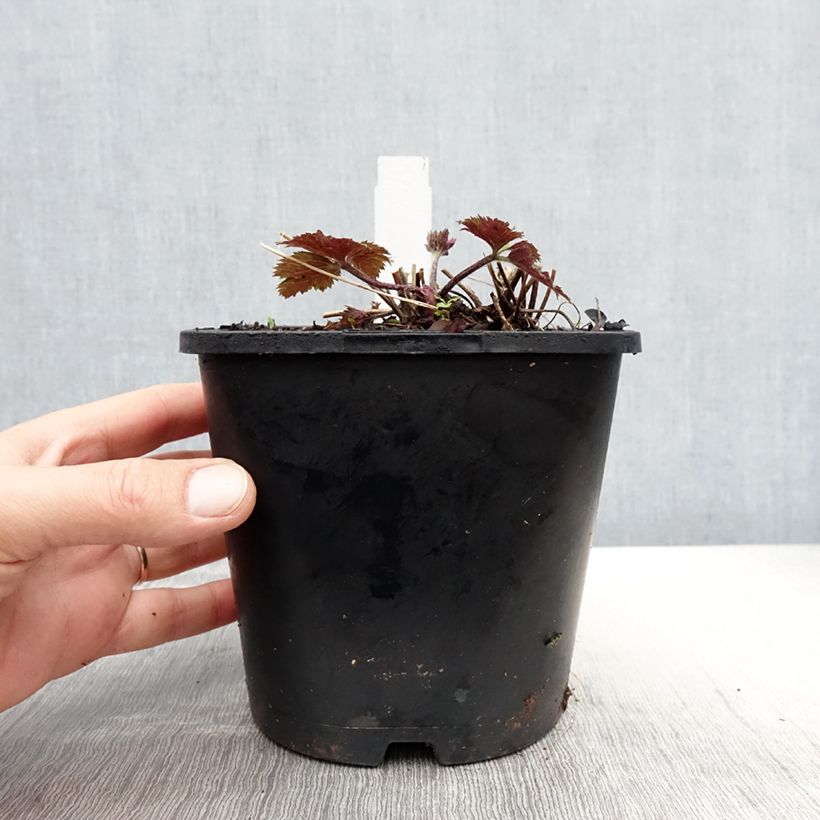 Example of Anemone Ruffled Swan - Anémone japonaise Pot de 2L/3L as you get in printemps