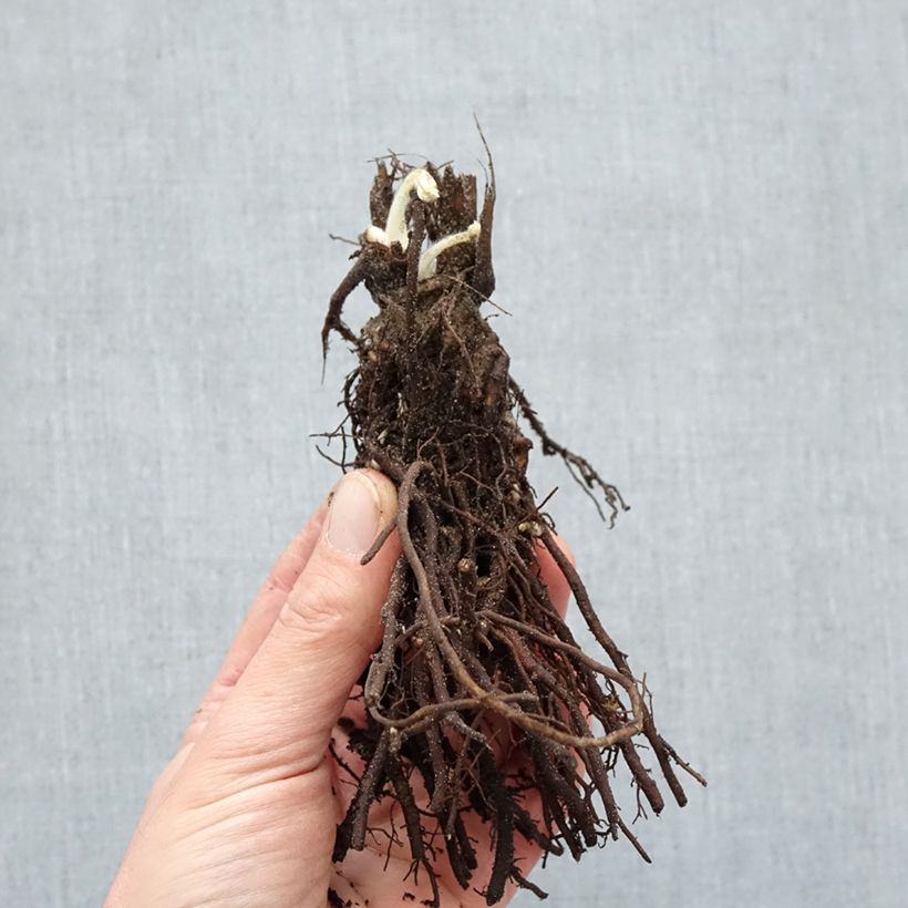 Example of Anemone Ruffled Swan - Anémone japonaise Racines nues as you get in hiver