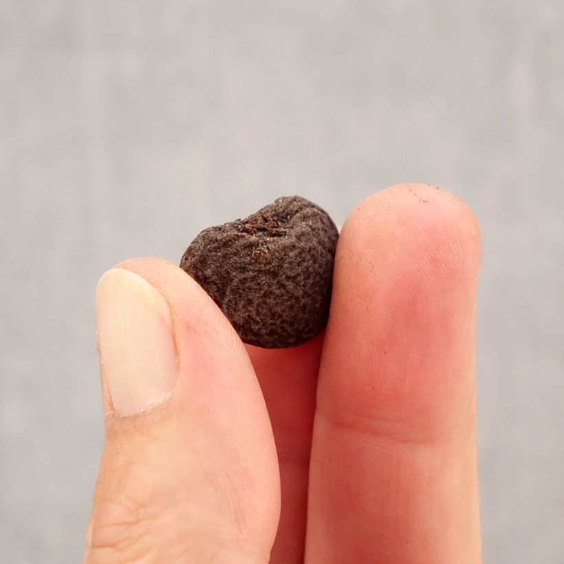 Spécimen de Anemones blanda en mélange - Anémones de Grèce Bulbe calibre 5+ tel que livré en automne