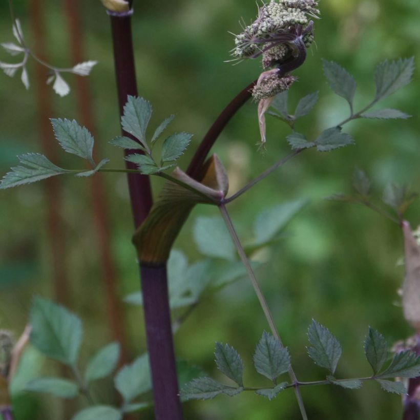 Angelica sylvestris Vicar's Mead - Angélique (Foliage)