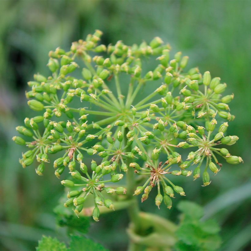 Angelique, Angelica pachycarpa (Flowering)