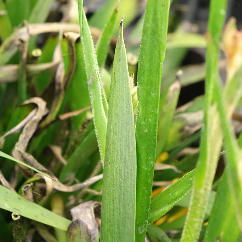 Anigozanthos Bush Bonanza (Feuillage)