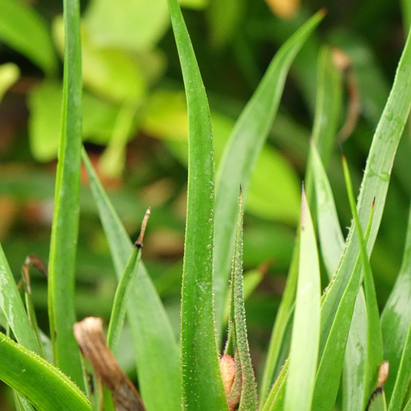 Anigozanthos Bush Inferno (Foliage)