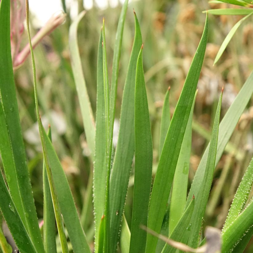 Anigozanthos Bush Pearl (Foliage)