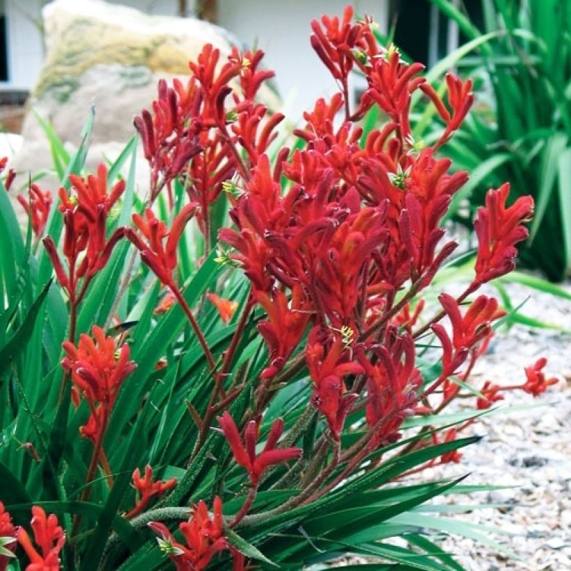 Anigozanthos Bush Inferno (Plant habit)
