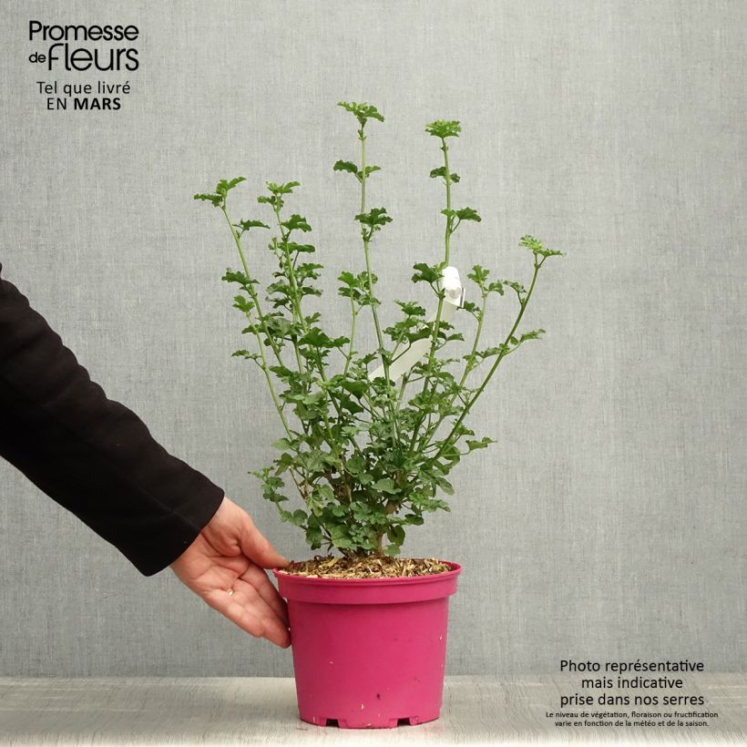 Example of Anisodontea Cristal rose - Mauve arbustive du Cap Pot de 3L/4L as you get in printemps