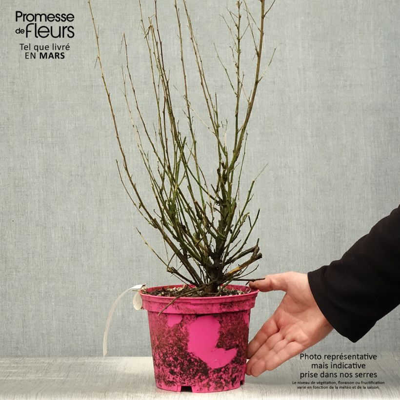 Example of Anisodontea Lady in Pink Pot de 3L/4L as you get in printemps
