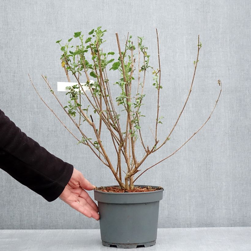 Example of Anisodontea scabrosa Large Red - Mauve du Cap Pot de 3L/4L as you get in printemps