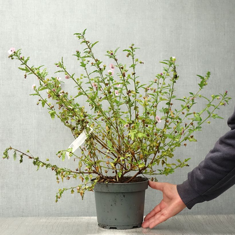 Spécimen de Anisodontea scabrosa Miss Pinky - Mauve du Cap Pot de 3L/4L tel que livré en été