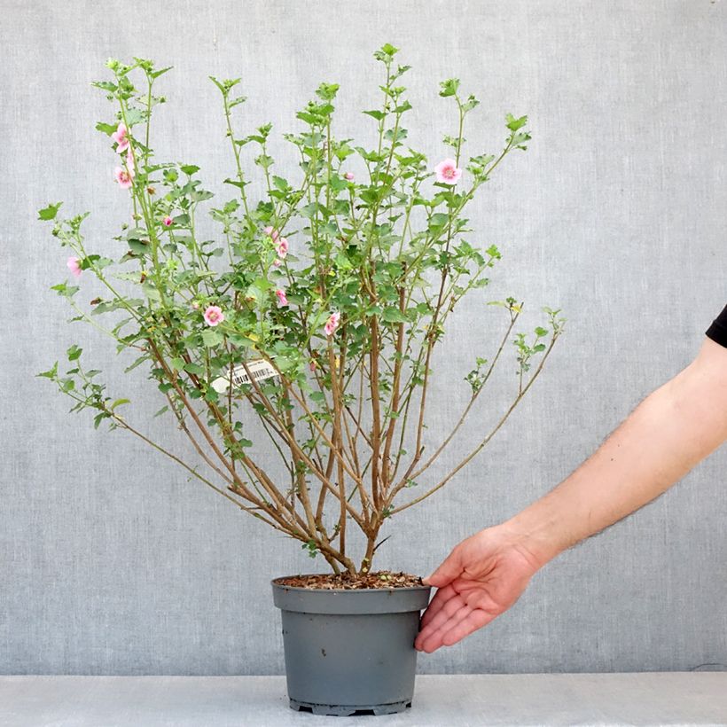 Example of Anisodontea scabrosa Miss Pinky - Mauve du Cap Pot de 3L/4L as you get in printemps