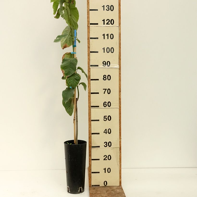 Spécimen de Annona cherimola - Chérimolier Pot de 6L/7L tel que livré en été