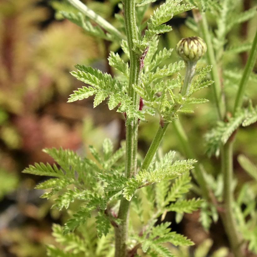Anthemis sancti-johannis - Anthémis de la Saint-Jean (Foliage)