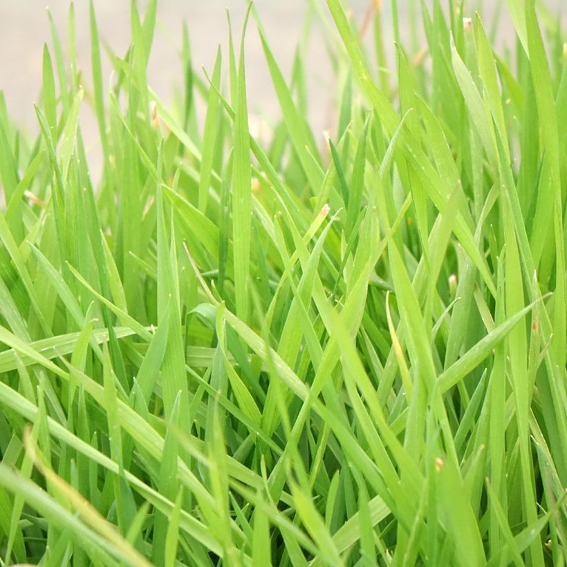 Anthoxanthum odoratum - Flouve odorante (Foliage)