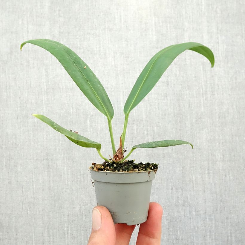 Spécimen de Anthurium bakeri Mini-plante tel que livré en automne