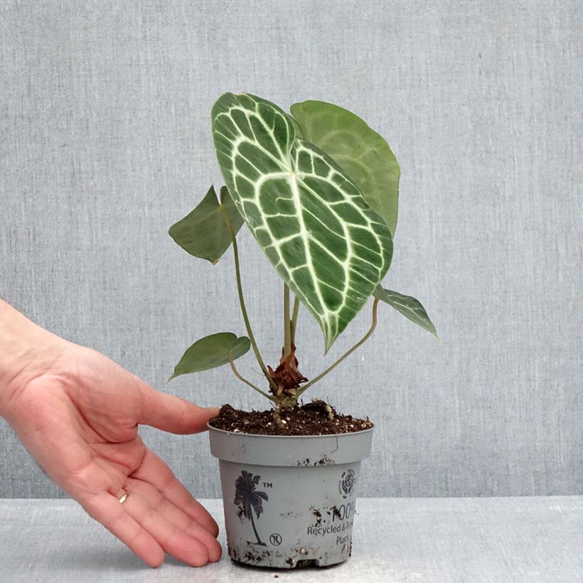 Example of Anthurium clarinervium Pot de 12 cm / 13 cm as you get in printemps