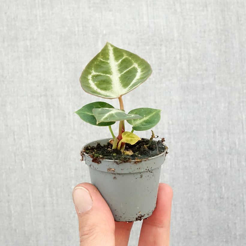 Example of Anthurium Crystal Hope Mini-plante as you get in automne