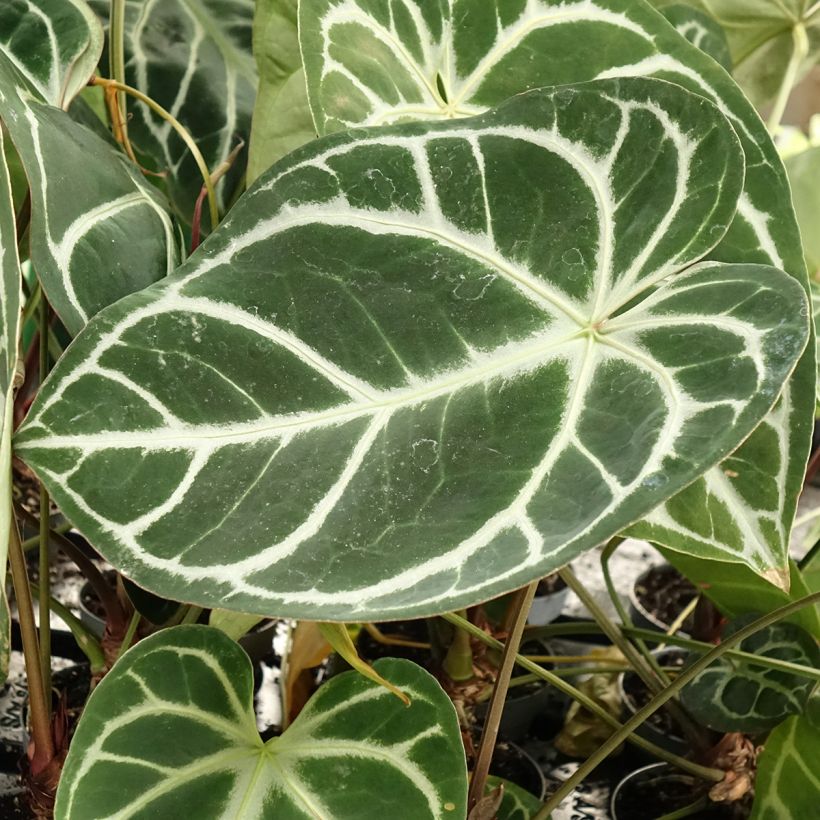 Anthurium magnificum (Feuillage)