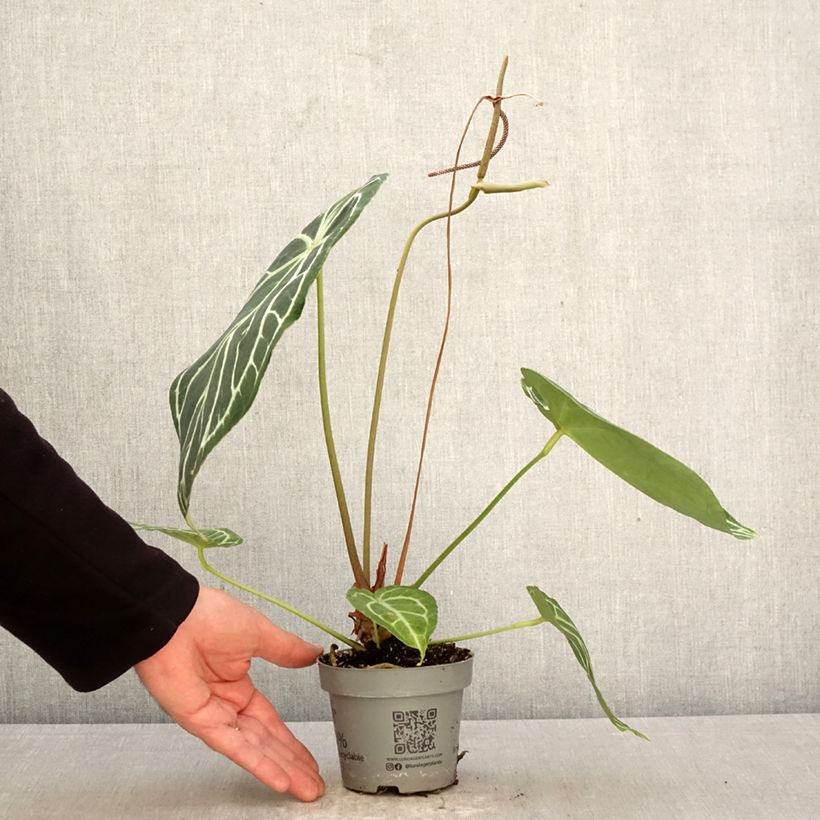 Spécimen de Anthurium magnificum Pot de 12 cm / 13 cm tel que livré au printemps