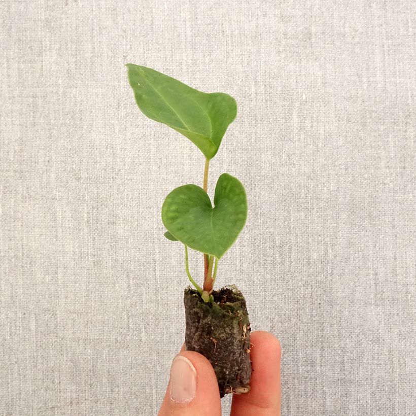 Example of Anthurium magnificum x Dark Phoenix Mini-plante as you get in printemps
