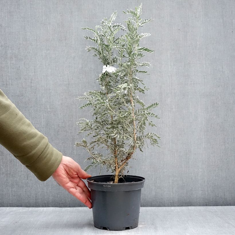 Example of Anthyllis barba-jovis - Anthyllide Barbe de Jupiter Pot de 4L/5L as you get in hiver