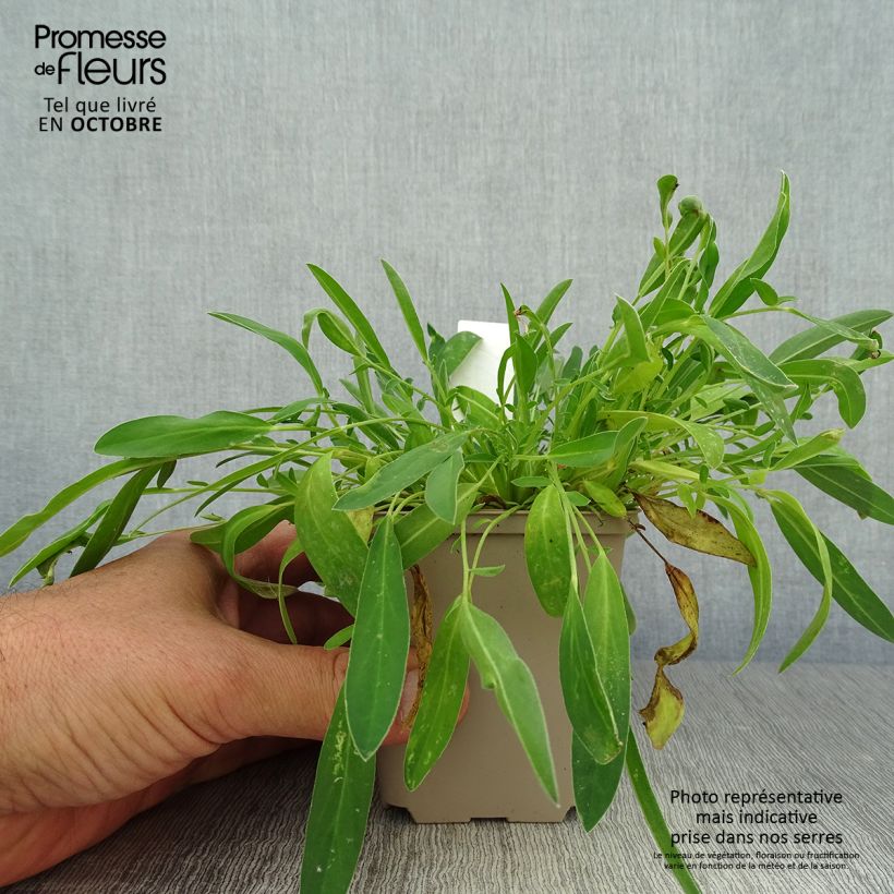 Spécimen de Anthyllis vulneraria - Anthyllide vulnéraire Godet de 8/9 cm tel que livré en automne