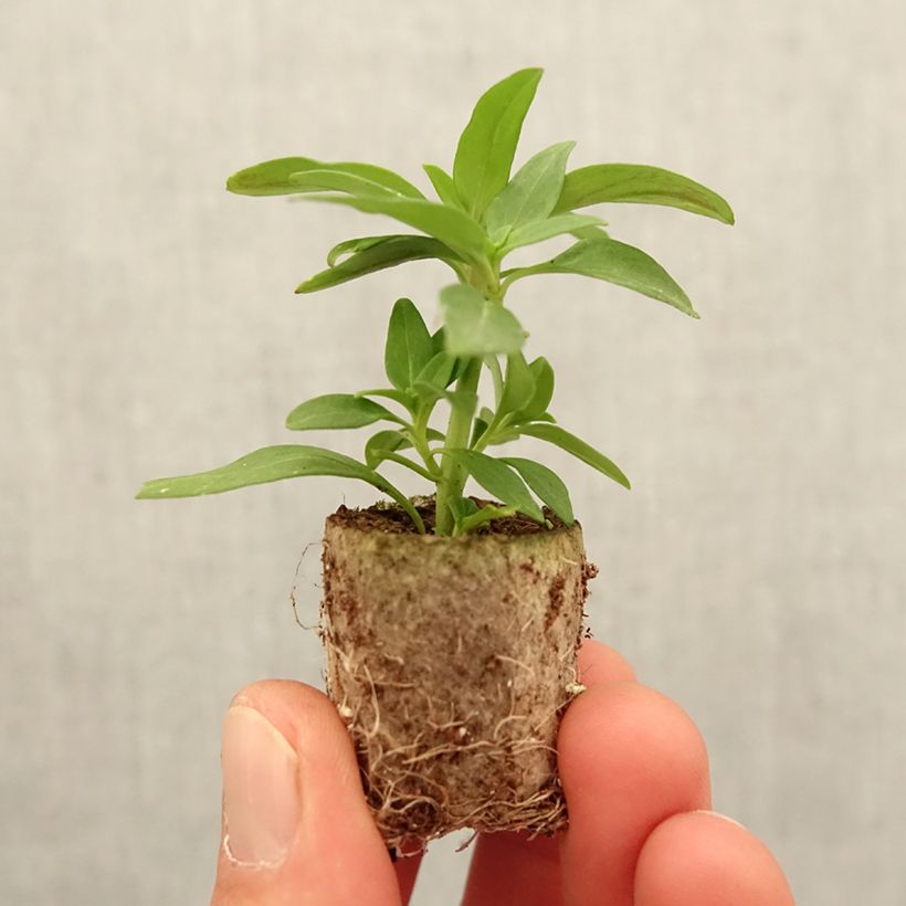 Example of Antirrhinum Dazzling Lips Pink - Muflier Mini-motte Ø 3/4 cm as you get in printemps