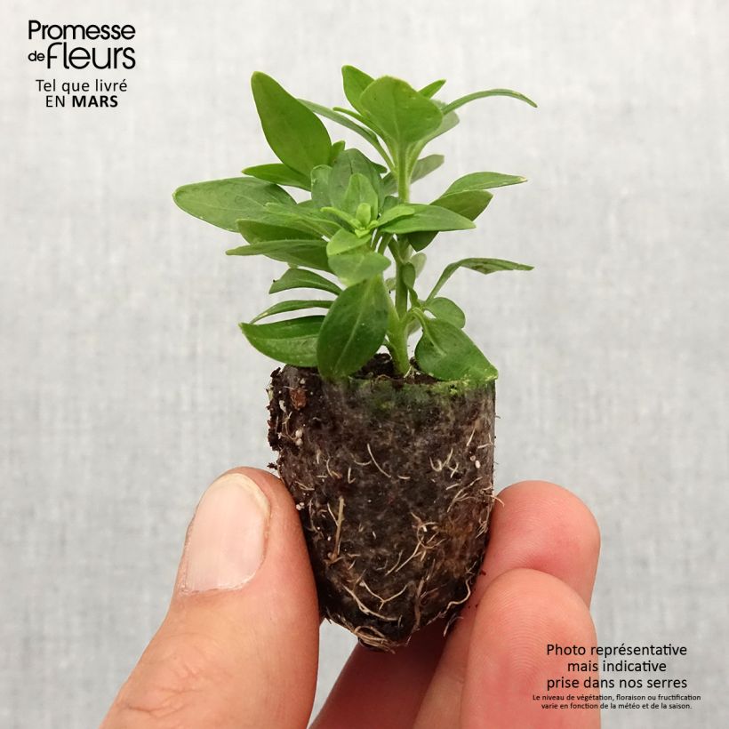 Example of Antirrhinum Dazzling Lips Red - Muflier Mini-motte Ø 3/4 cm as you get in printemps