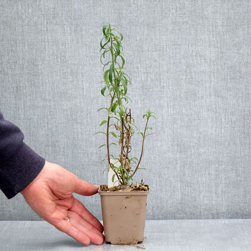 Spécimen de Antirrhinum majus Pretty in Pink - Muflier vivace Godet de 8/9 cm tel que livré au printemps