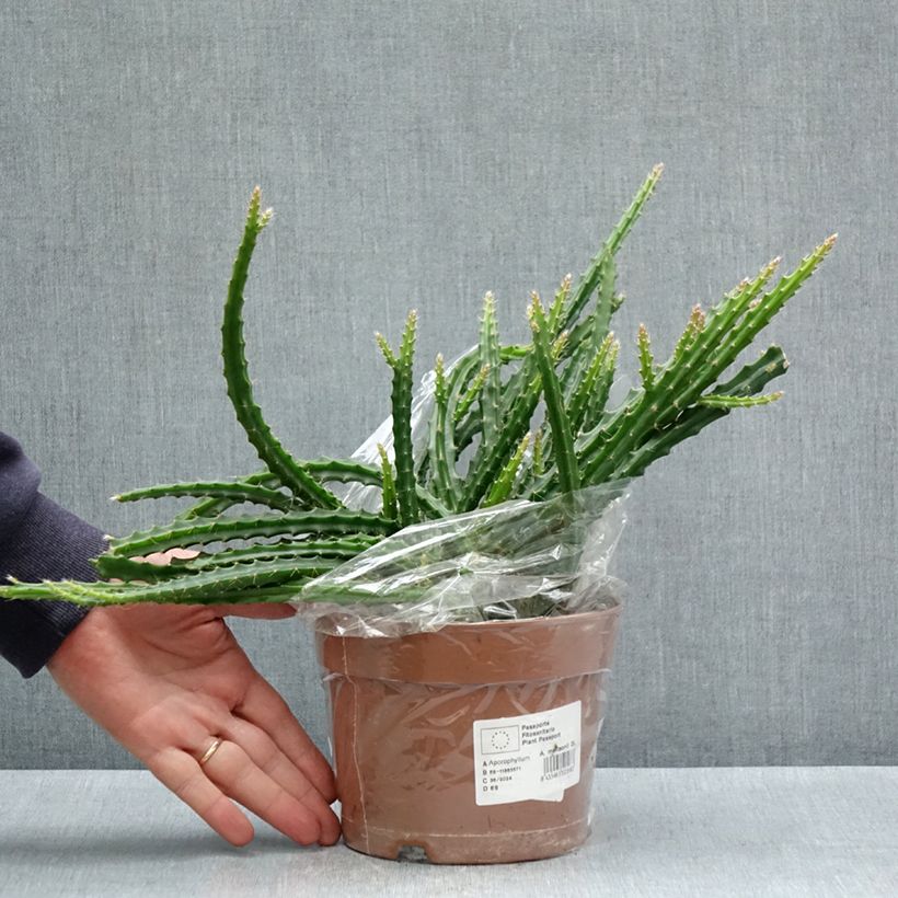 Spécimen de Aporophyllum malisonii - Cactus Queue de Rat Pot de 2L/3L tel que livré au printemps