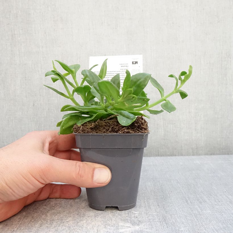 Spécimen de Aptenia cordifolia - Ficoide à feuilles en coeur Godet de 8/9 cm tel que livré en hiver