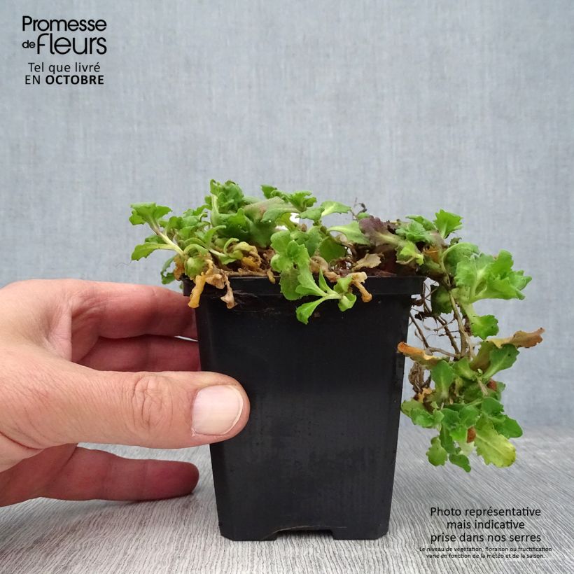 Spécimen de Arabis caucasica Pinkie - Arabette du Caucase Godet de 8/9 cm tel que livré en automne