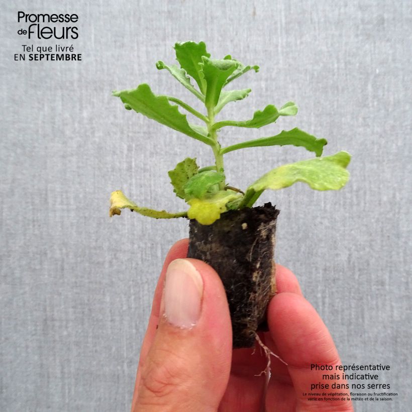 Example of Arabis caucasica Alabaster Mini-motte Ø 3/4 cm, Plant vert de 3 à 5 cm de haut environ as you get in automne