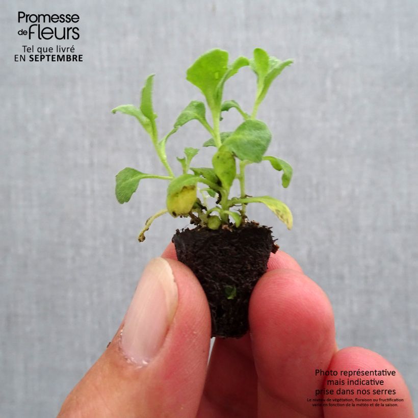 Example of Arabis caucasica Aubris Deep Rose - Arabette du Caucase Mini-motte Ø 1,5/2,5 cm as you get in automne