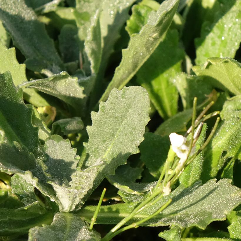 Arabis caucasica Snowcap (Schneehaube) (Foliage)