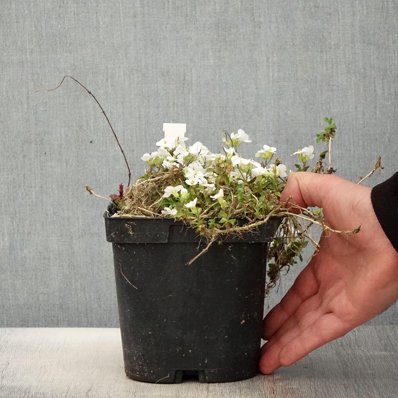 Example of Arabis caucasica Snowcap (Schneehaube) Pot de 2L/3L as you get in printemps