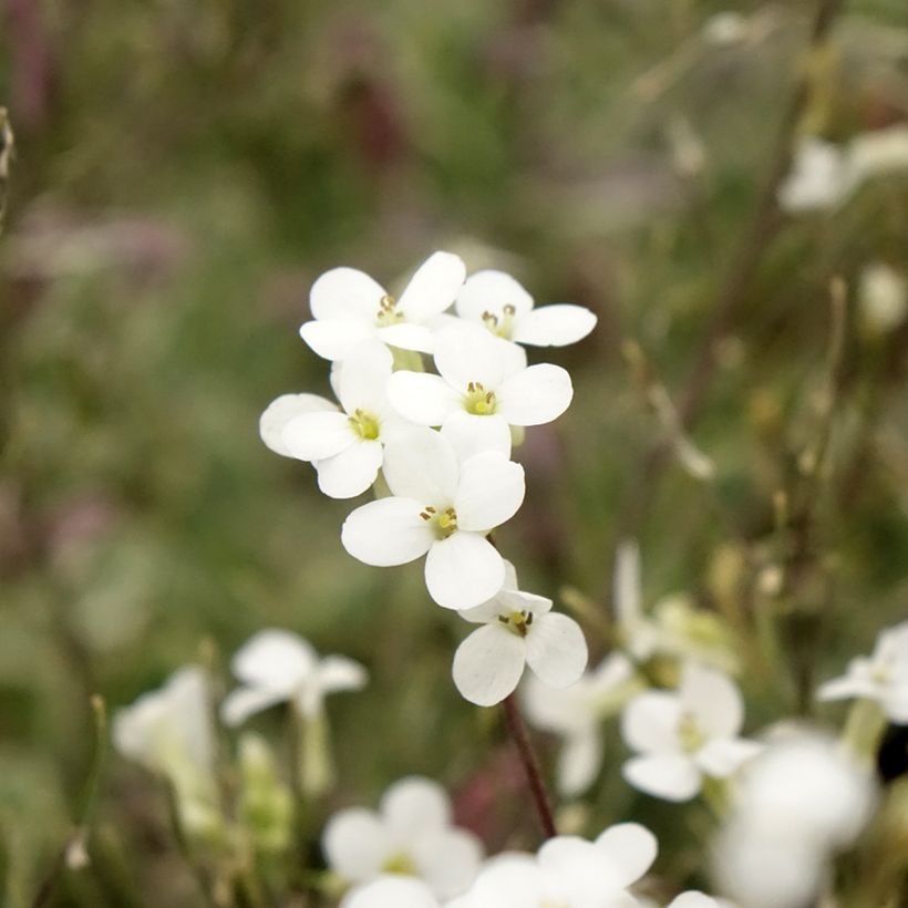 Arabis caucasica Variegata (Flowering)