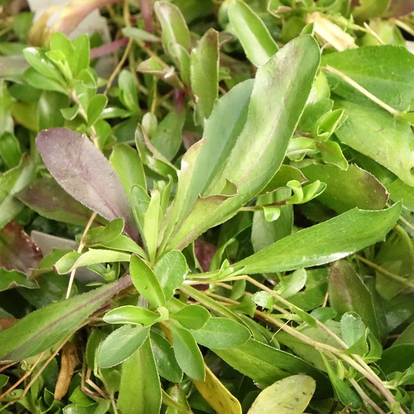 Arabis procurrens Neuschnee - Corbeille d'argent (Foliage)
