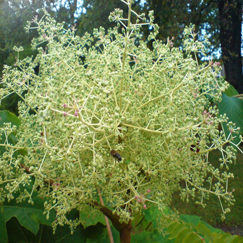 Aralia elata - Angélique en arbre du Japon (Flowering)