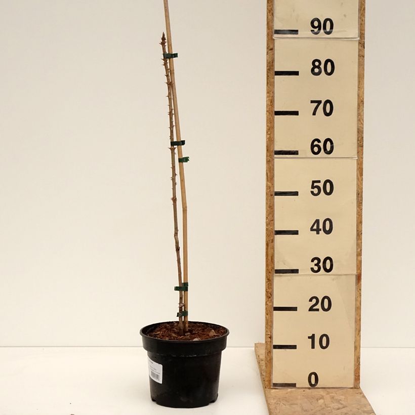 Example of Aralia elata - Angélique en arbre du Japon Pot de 3L/4L as you get in printemps