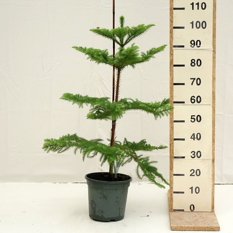 Example of Araucaria heterophylla - Pin de Norfolk Pot de 7,5L/10L as you get in printemps