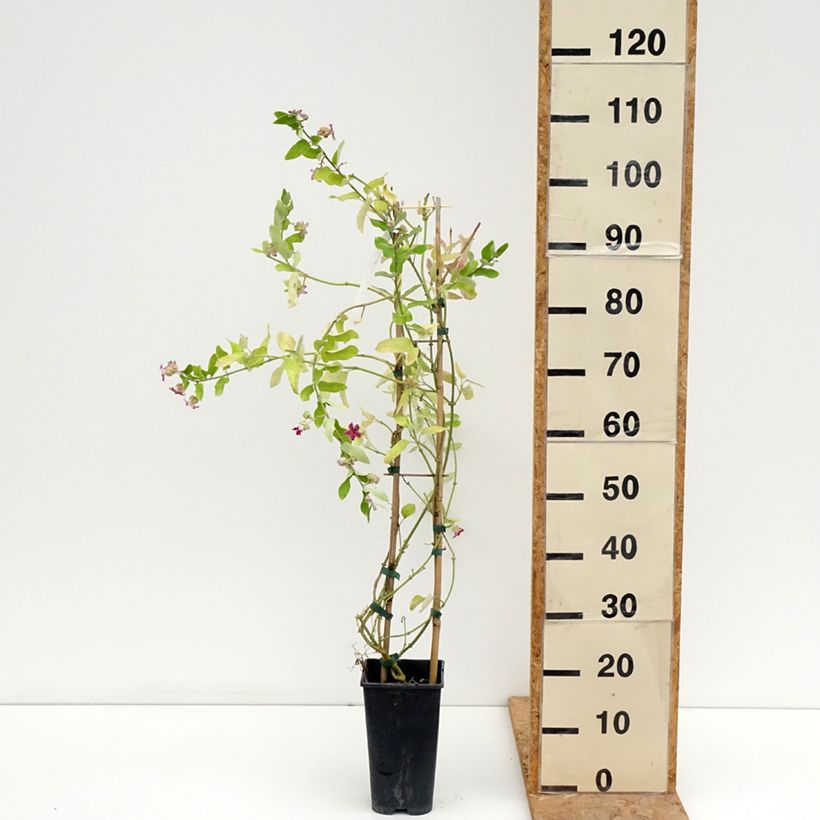 Spécimen de Araujia sericifera Pink - Plante cruelle Pot de 2L/3L tel que livré en été