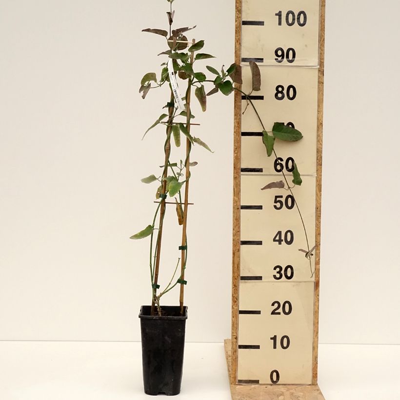 Spécimen de Araujia sericifera Pink - Plante cruelle Pot de 2L/3L tel que livré au printemps