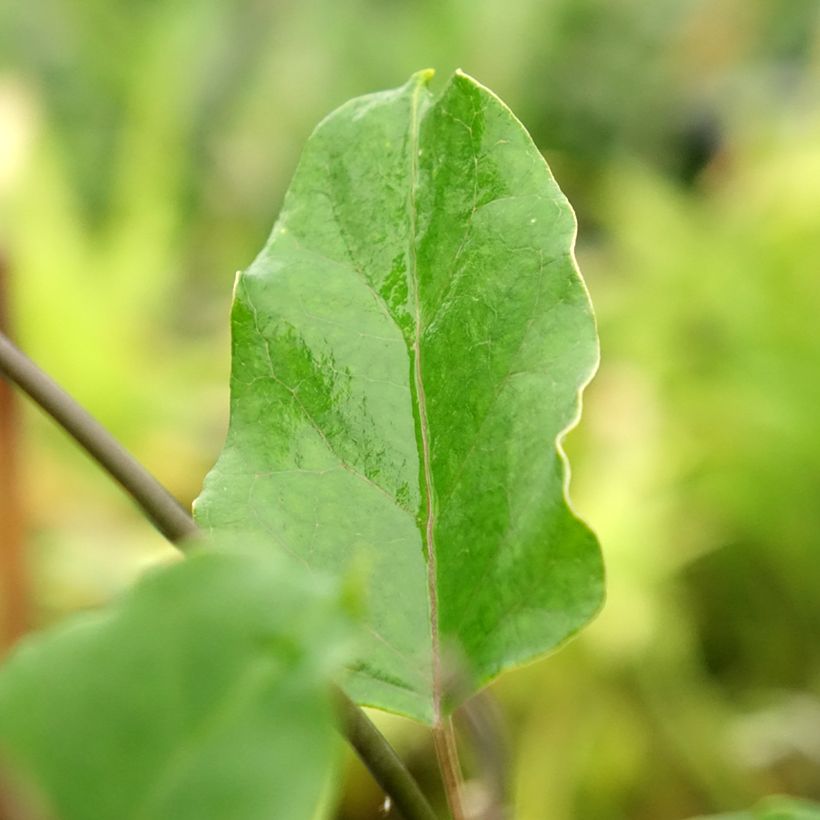 Araujia sericifera Rosea - Plante cruelle (Feuillage)